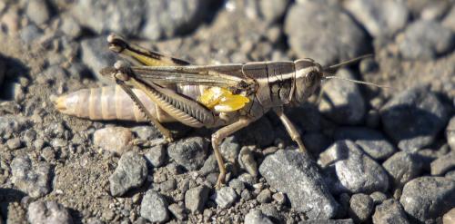 Melanoplus bivittatus